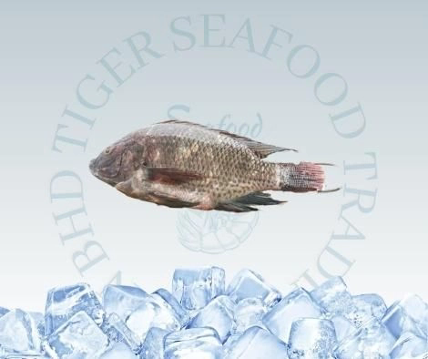 Black Tilapia