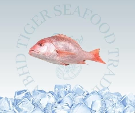 Red Snapper / Ikan Merah