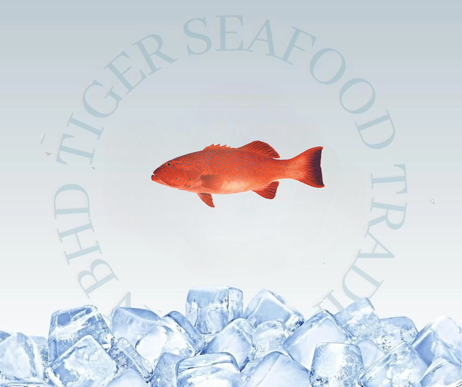 CORAL TROUT