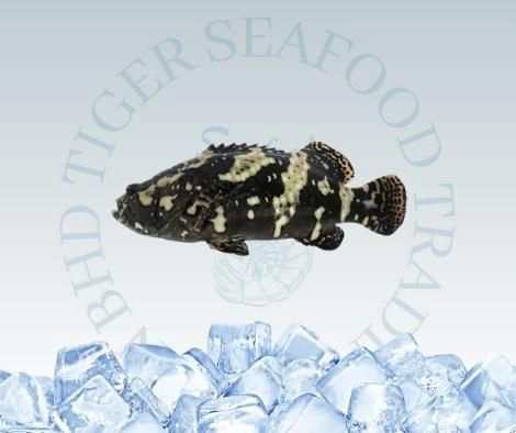 DRAGON GROUPER