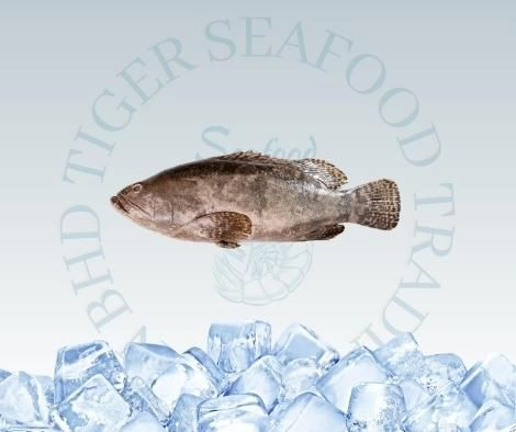 GROUPER FISH