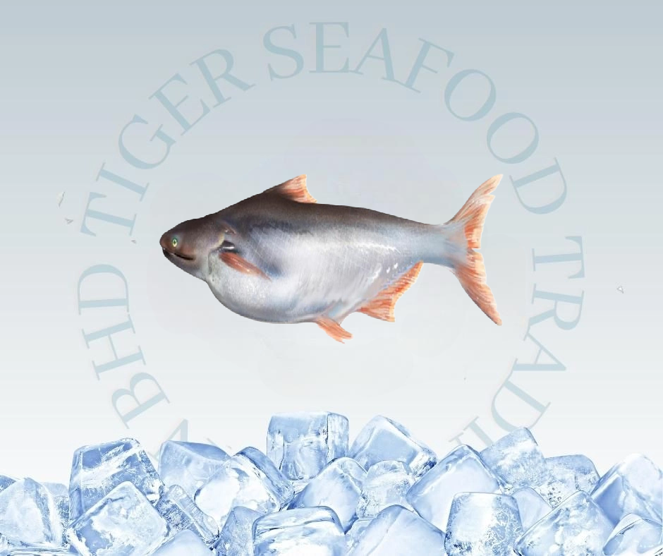PATIN FISH WHOLE