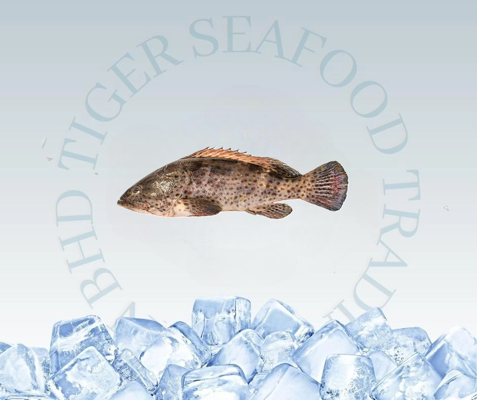 SABAH GROUPER FISH