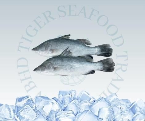Fresh Fish