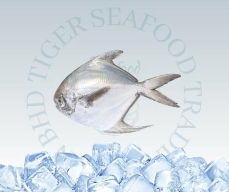 Silver Pomfret / Ikan Bawal