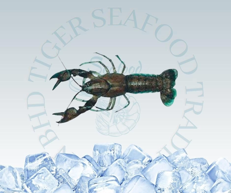 Baby Lobster