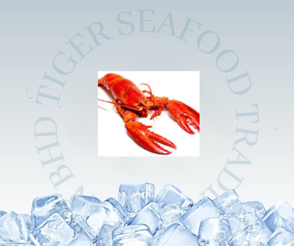 CANADA COOKED LOBSTER