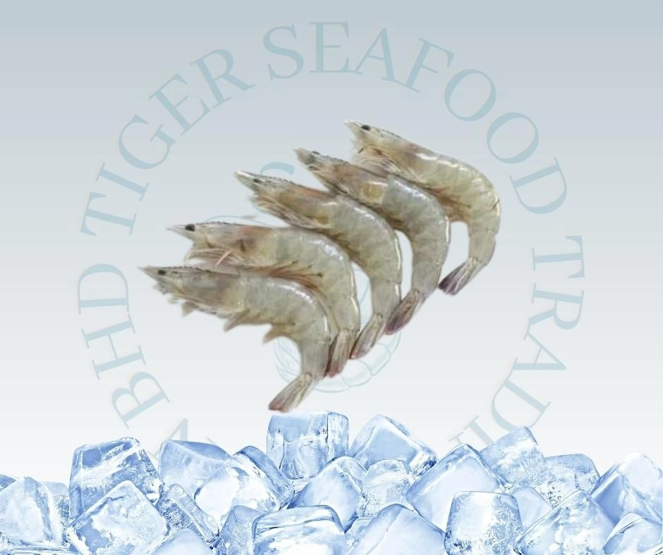 White Prawn