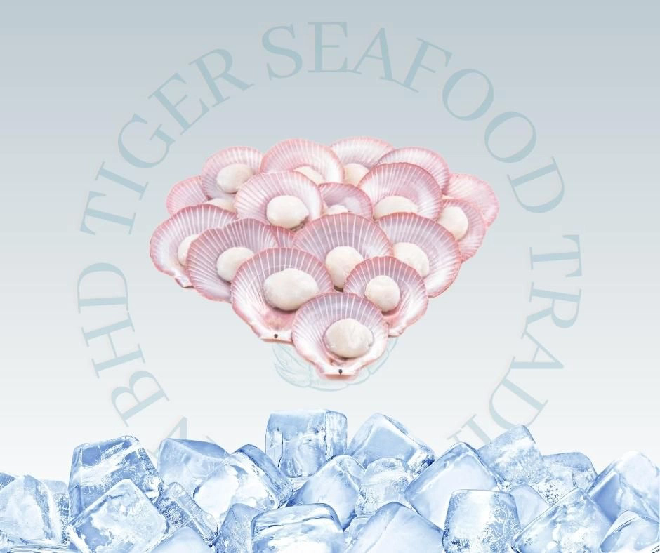 HALF SHELL PINK SCALLOP 500G