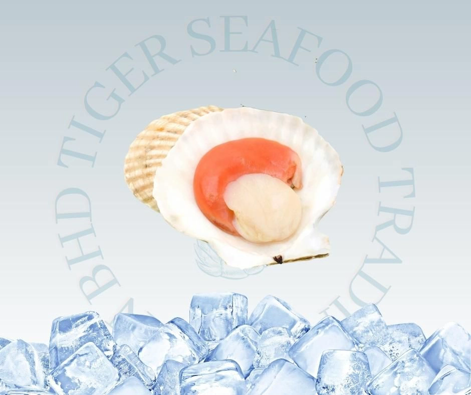 HALF SHELL SCALLOP 1KG