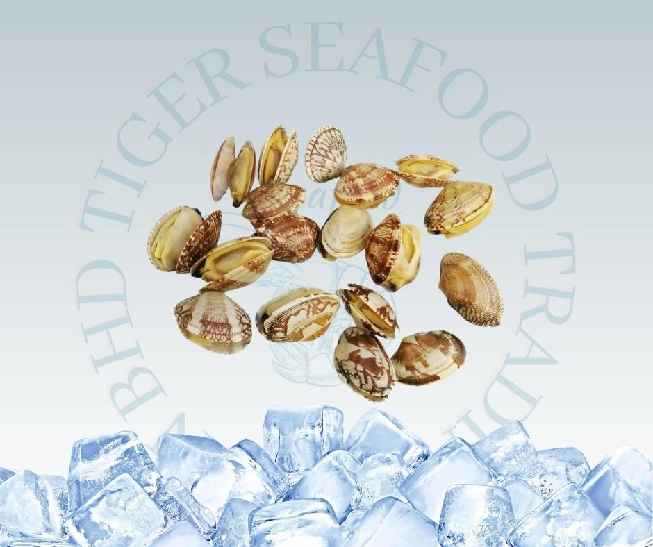 Japan Asari Lala Clam 500G