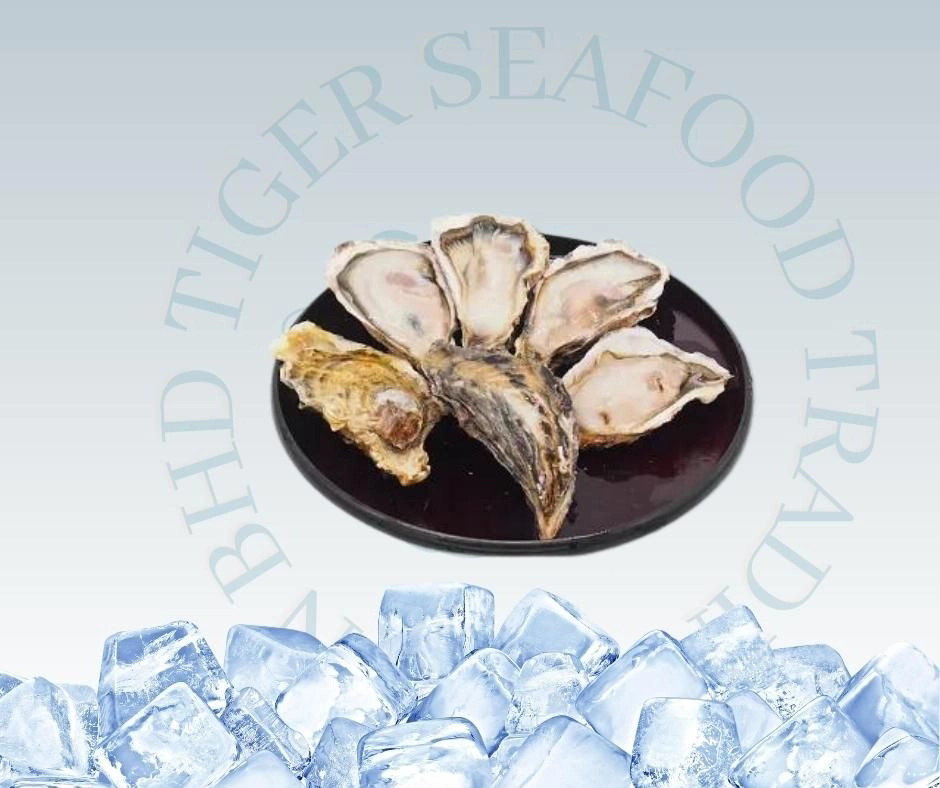 Japan Full Shell Oyster