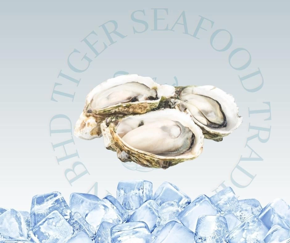 Korea Half Shell Oyster