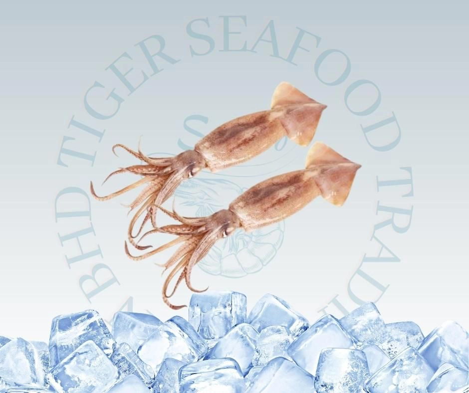 ARGENTINA SQUID (WHOLE SQUID)